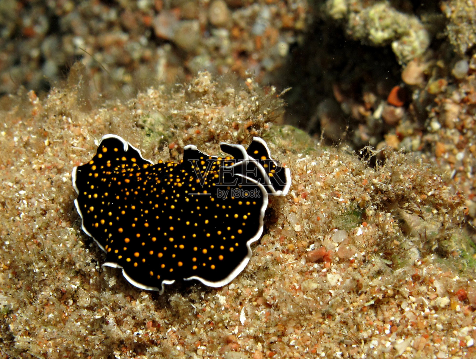 金色点状扁虫（Thysanozoon sp.），摄于埃及红海照片摄影图片
