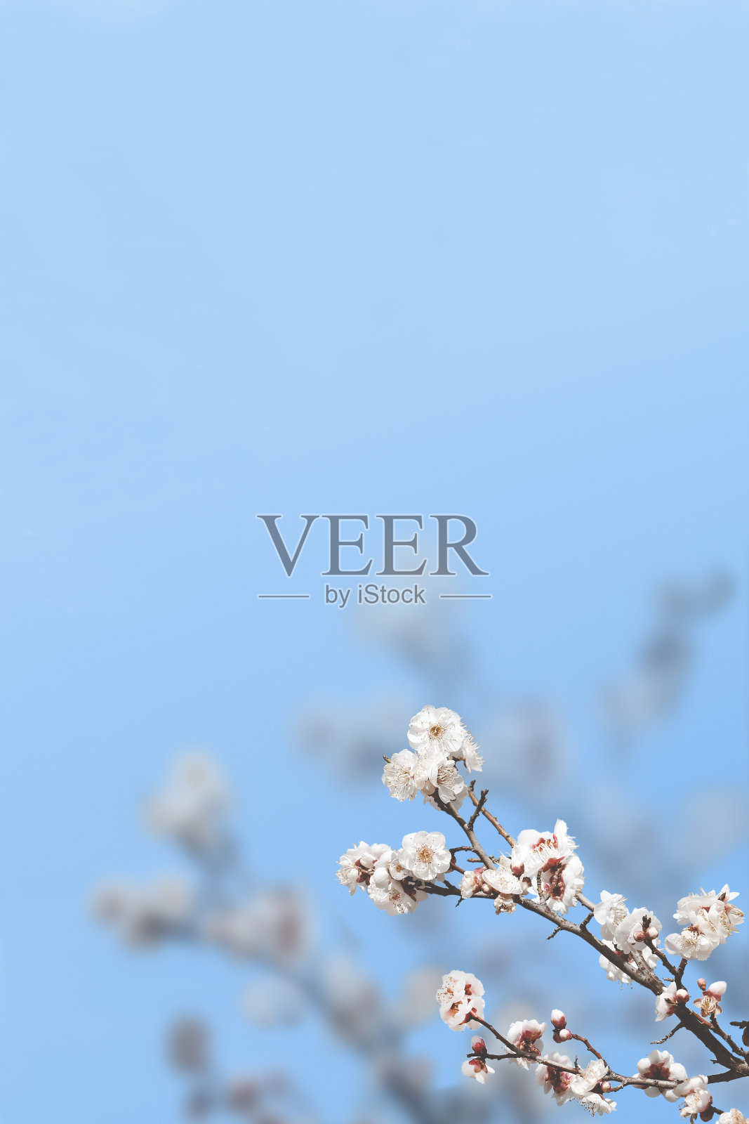 春天的背景照片摄影图片