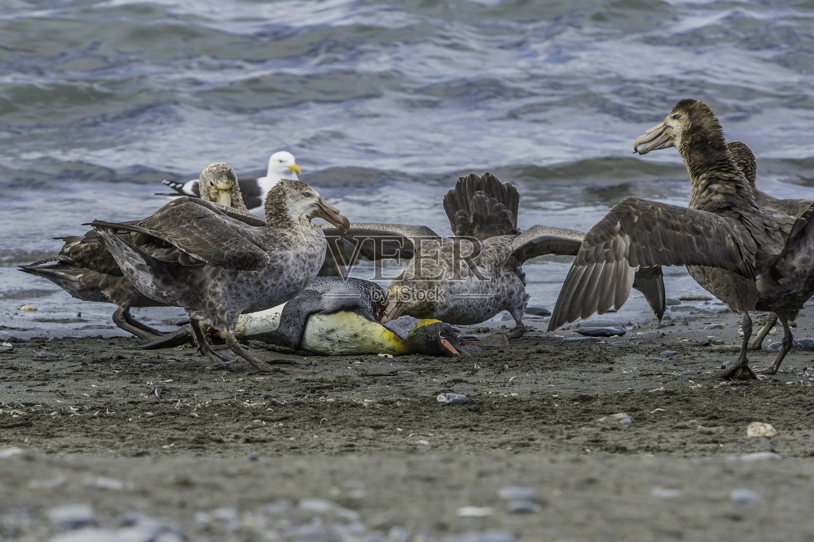 南大西洋南乔治亚群岛索尔兹伯里平原海滩上的南方巨海燕。照片摄影图片
