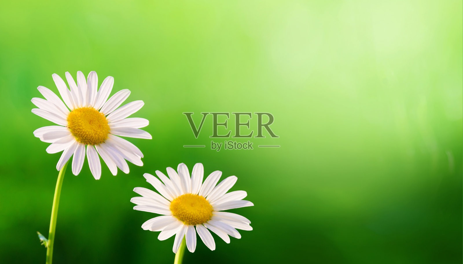 夏季背景与雏菊花照片摄影图片