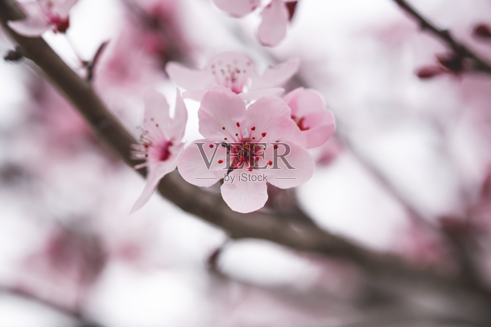 日本樱花盛开。一棵有粉红色小花的树枝靠近了照片摄影图片