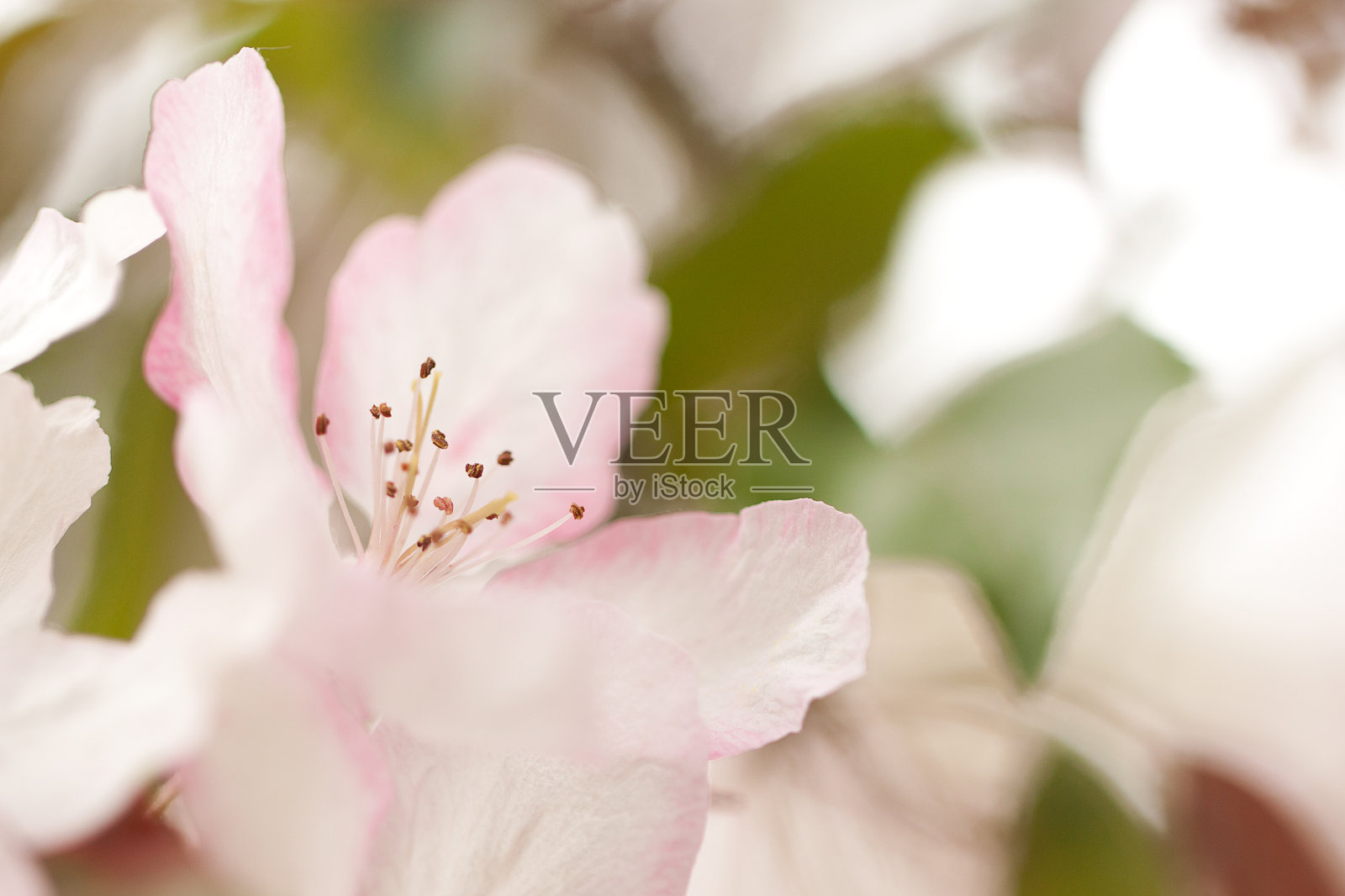 精致的粉红色苹果树花，宏照片摄影图片