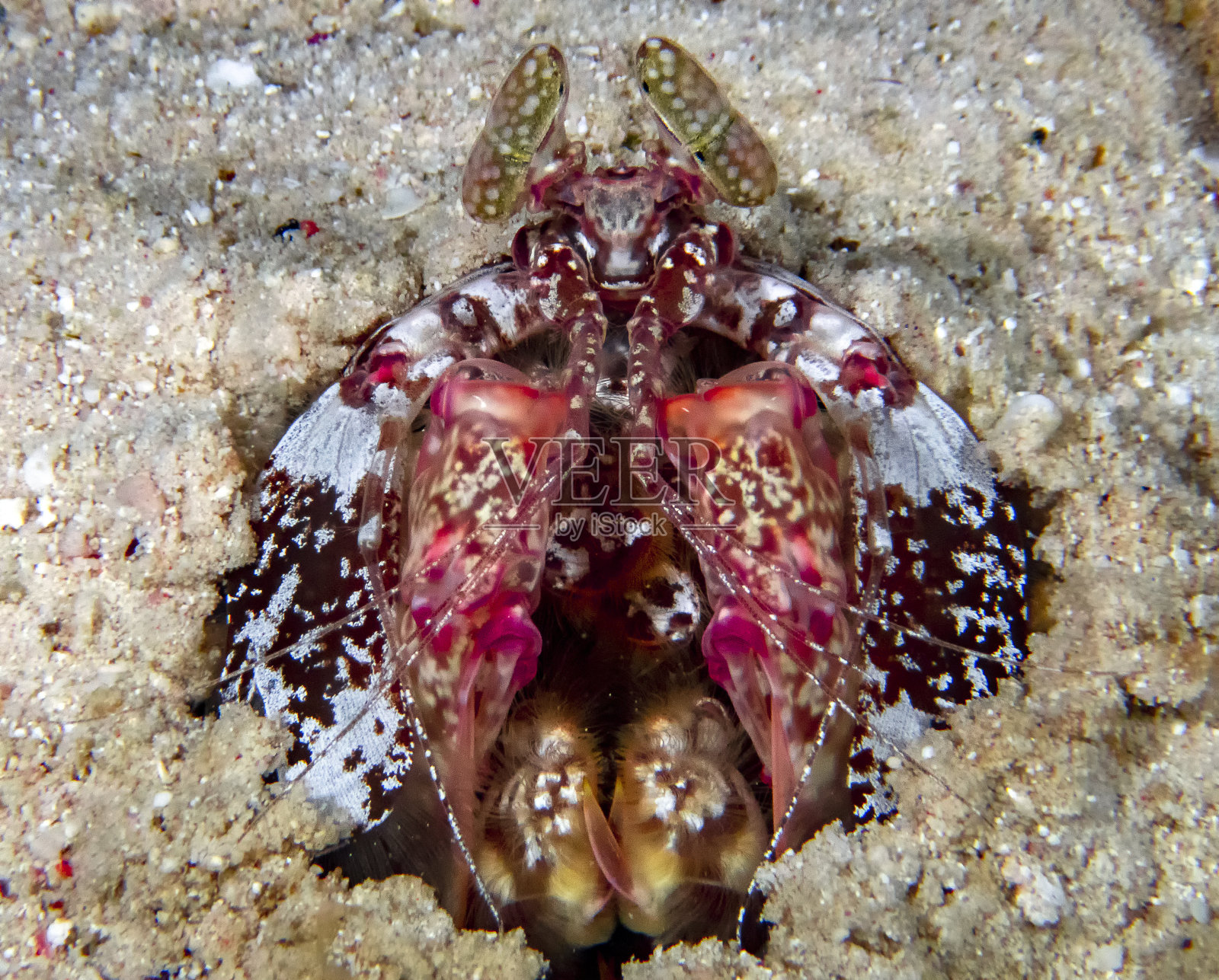 丽莎的螳螂虾(lysosquillina Lisa)照片摄影图片