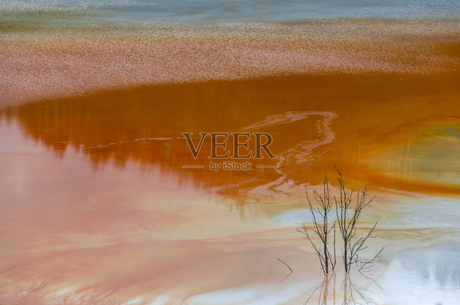 罗马尼亚毒湖，一棵勇敢忍受的树，橘黄色的废水来自附近的矿山照片摄影图片