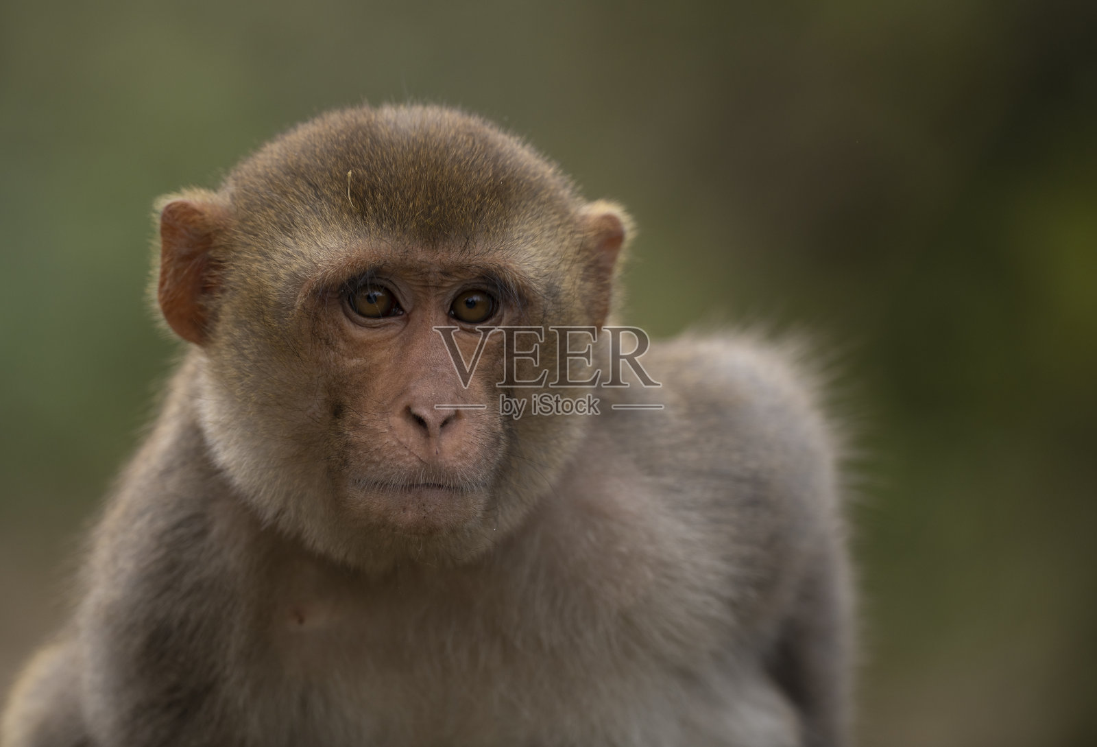 恒河猴的肖像照片摄影图片
