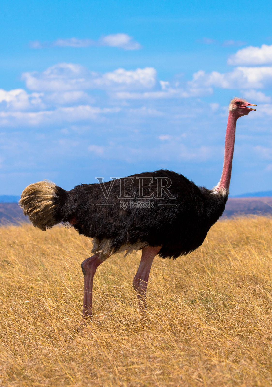 雄性鸵鸟照片摄影图片