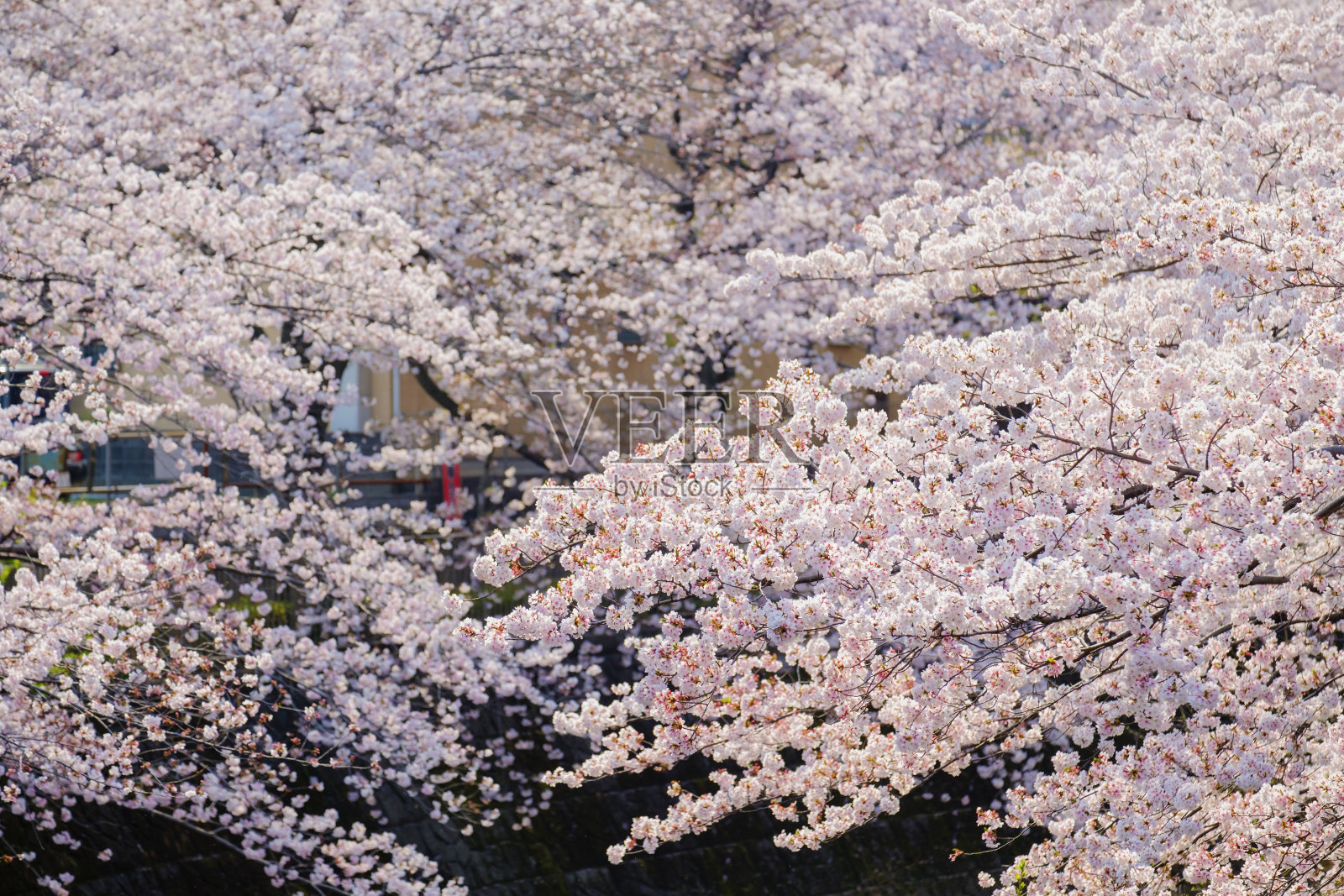 樱花照片摄影图片