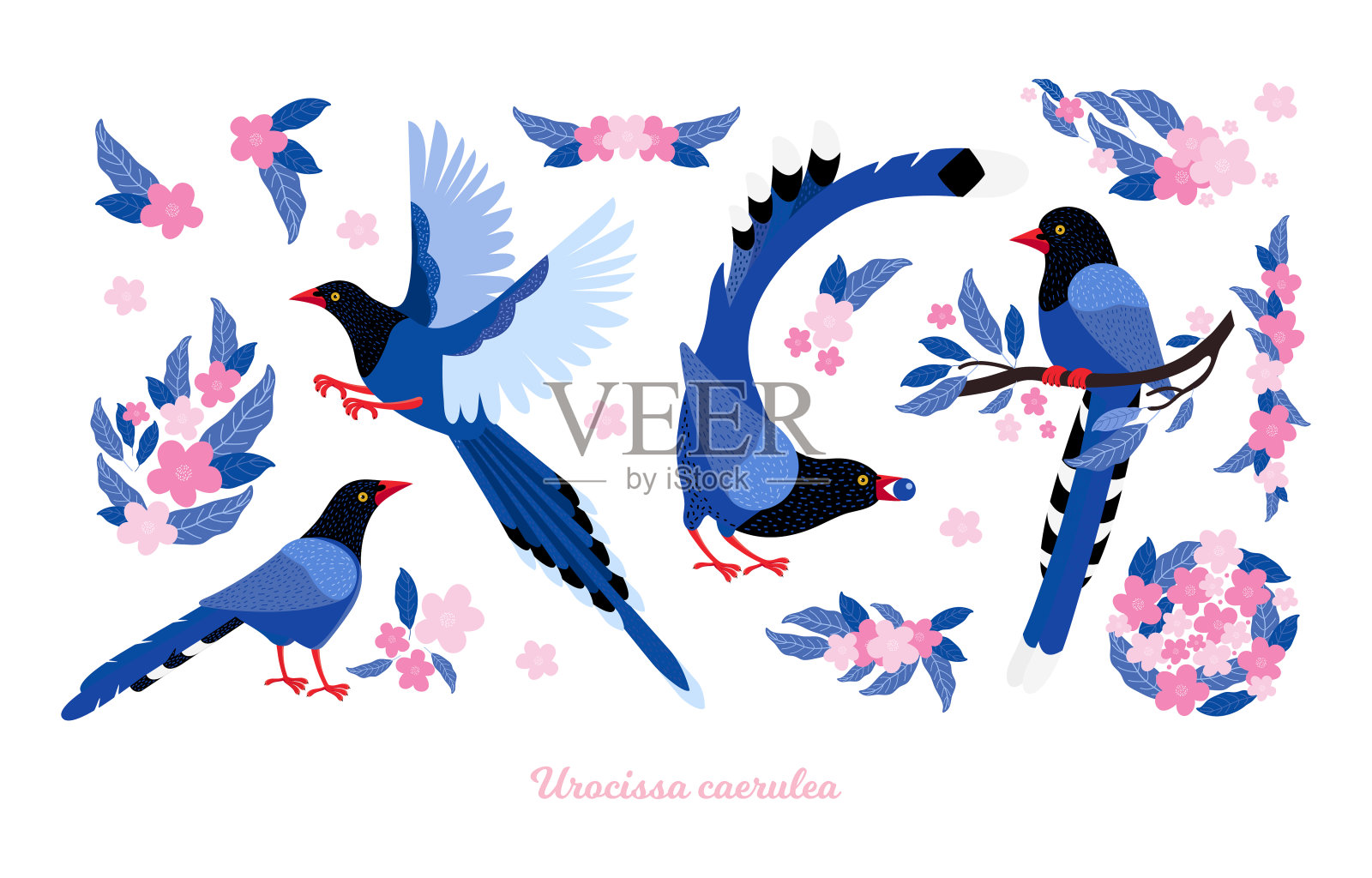 台湾azure喜鹊。集台湾及亚洲的珍奇鸟类及粉红色热带花卉。Urocissa caerulea。可爱的蓝色卡通鸟在不同的姿势和动作。手绘矢量平面插图插画图片素材