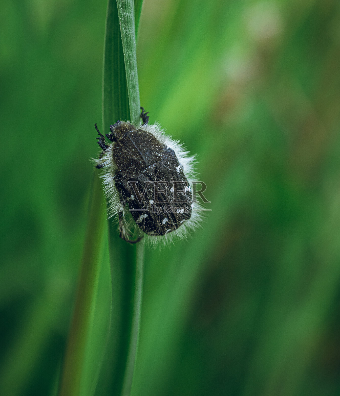 昆虫照片摄影图片