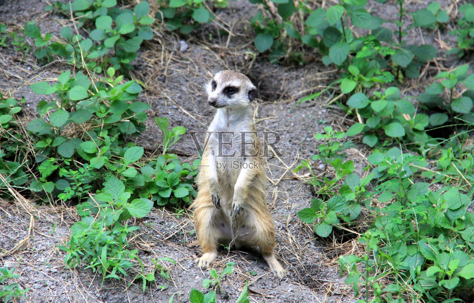 猫鼬照片摄影图片
