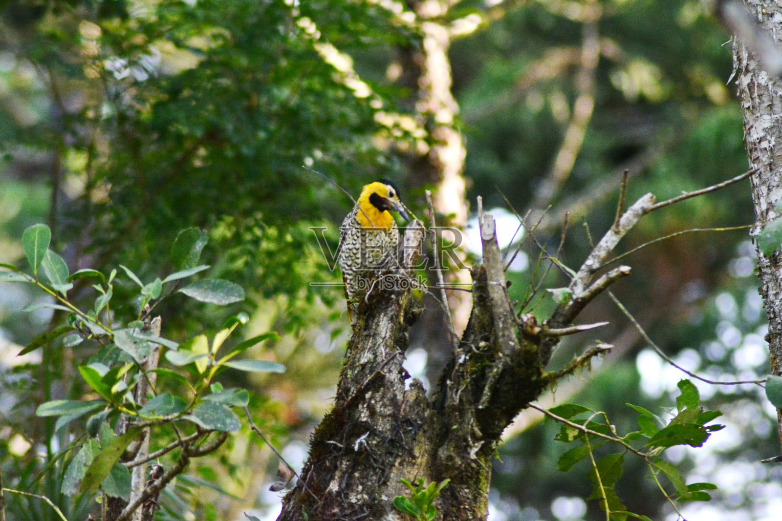 啄木鸟照片摄影图片