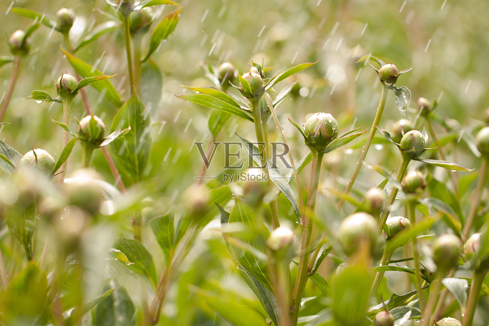 春田中盛开的牡丹的花蕾照片摄影图片
