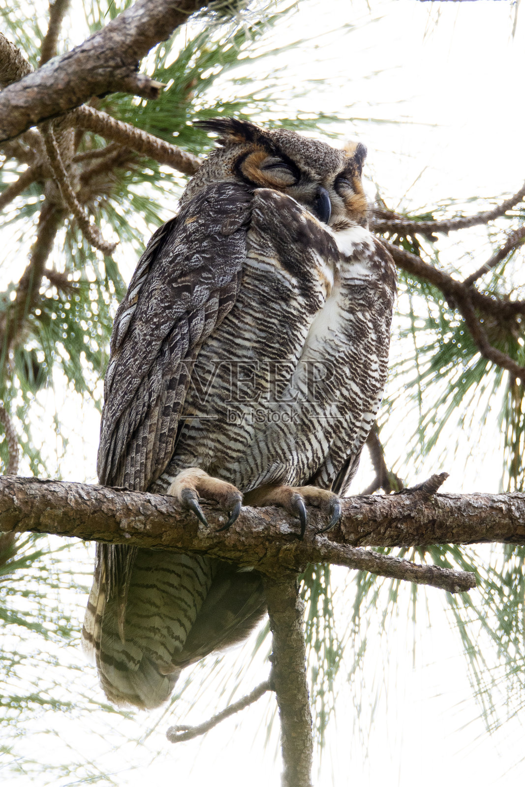 大角鸮照片摄影图片