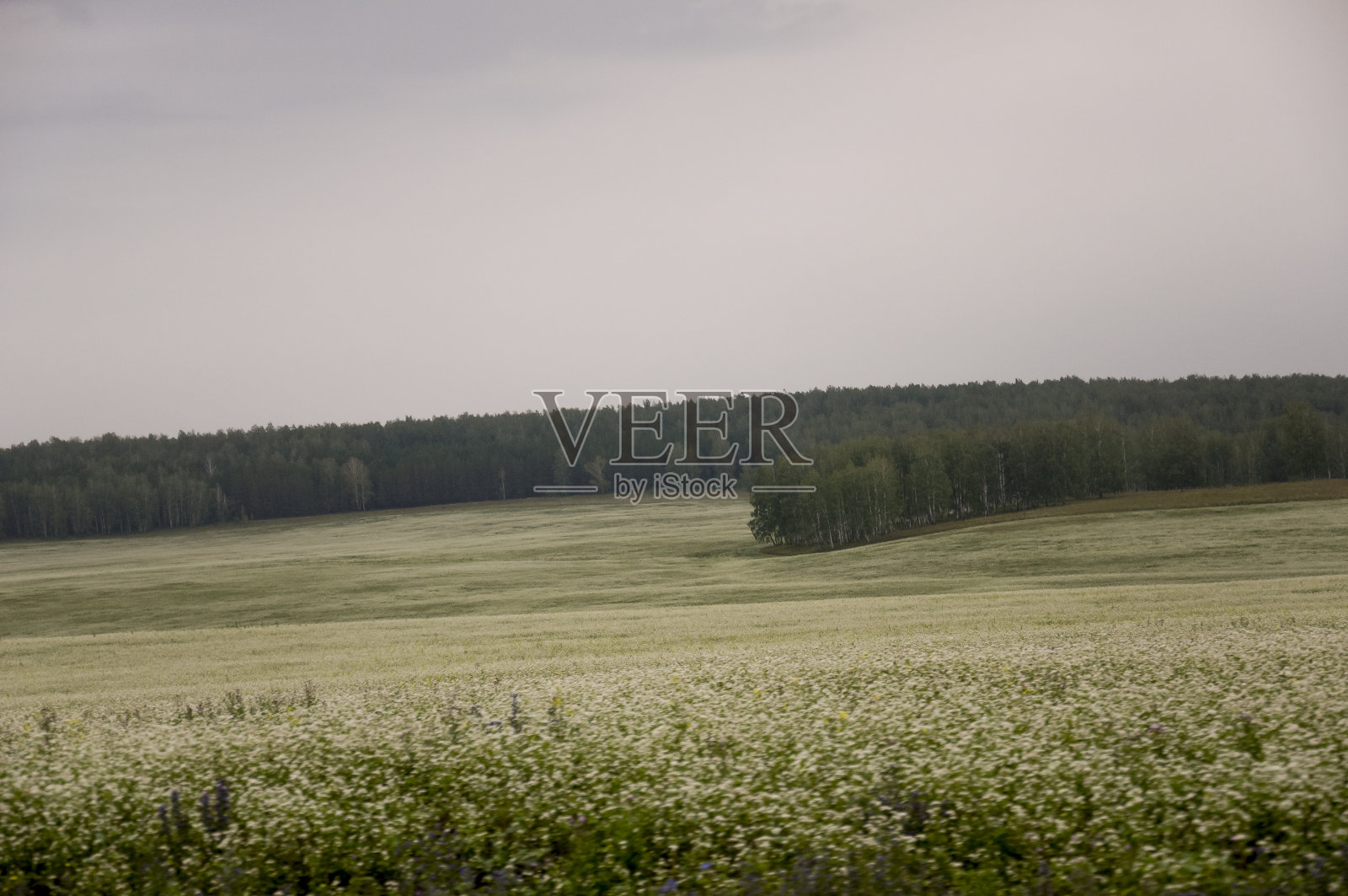 在初秋的天空中，平静的蓝天覆盖着绿色的田野、树木、森林和巨大的山脉。周围有很多草甸植物。的一天。游览自然景观照片摄影图片