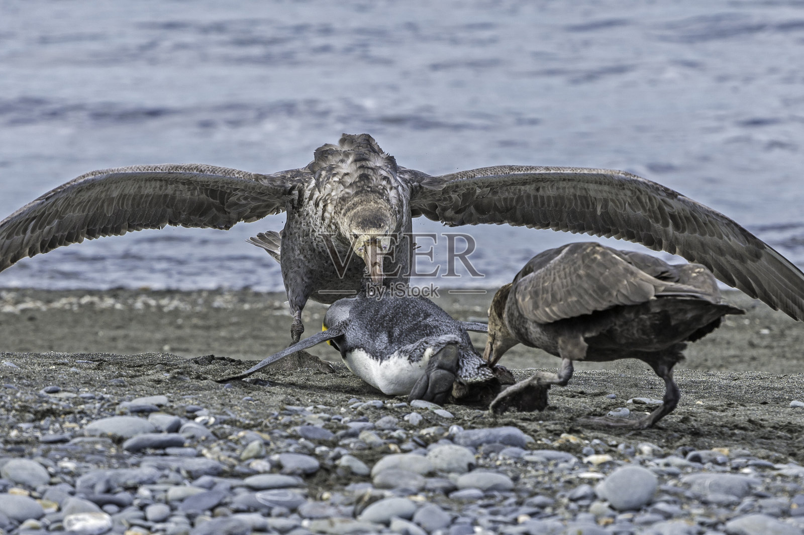 南大西洋南乔治亚群岛索尔兹伯里平原海滩上的南方巨海燕。照片摄影图片