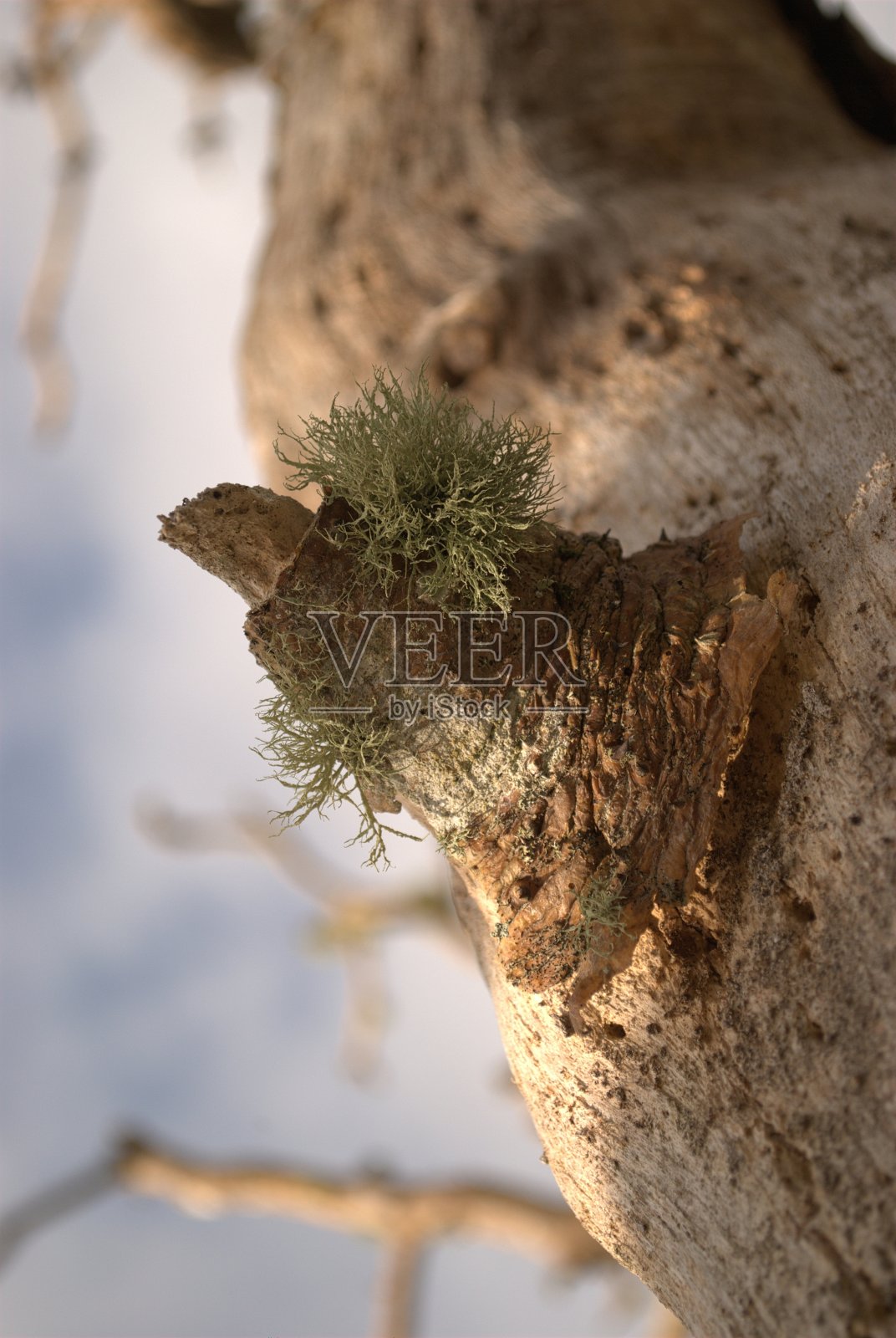 一个树干与苔藓生长的特写照片摄影图片