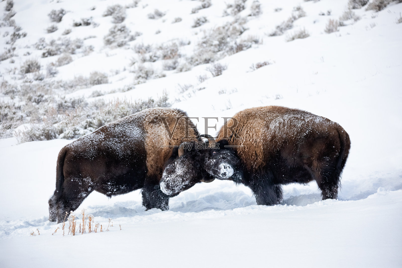 野牛对打在冬天的雪照片摄影图片