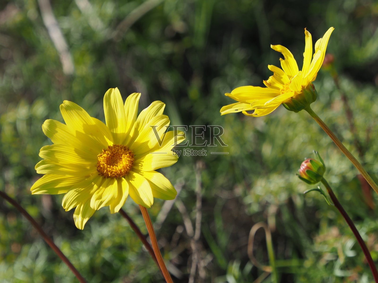 圣地亚哥海岸的黄色野花照片摄影图片