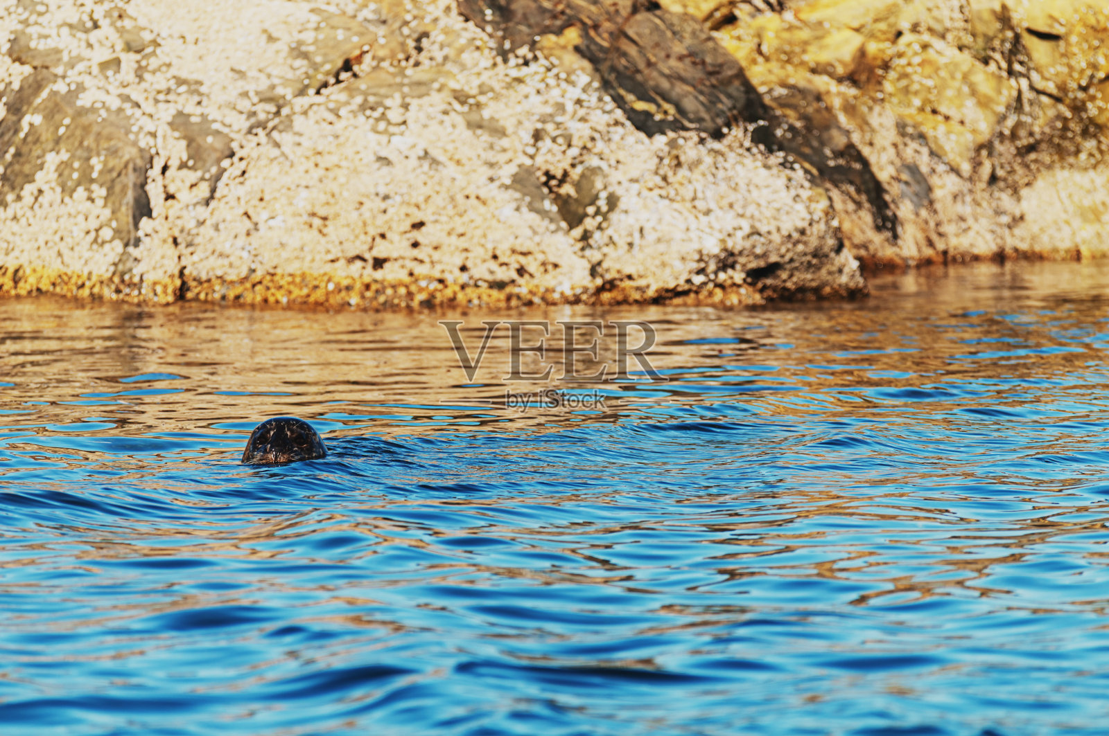 港海豹照片摄影图片