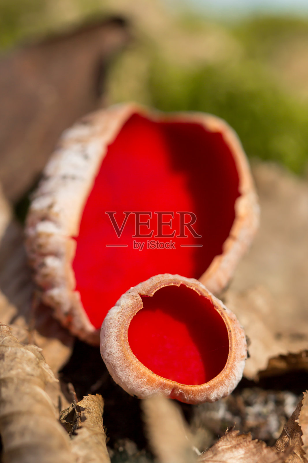 红蘑菇鲜红精灵杯(肉藓属)红真菌肉藓球菌或鲜红精灵帽，鲜红杯，肉藓科真菌，Pezizales ex Helvella coccinea目，碟状或杯状真菌照片摄影图片