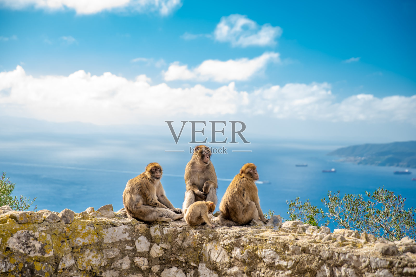 墙上的猴子家庭，作为旅游景点的徒步路线照片摄影图片