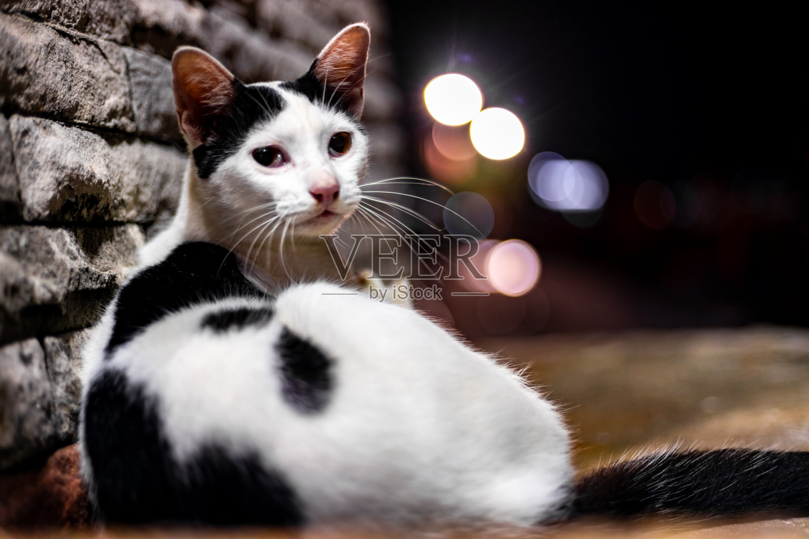 一只家养的猫好奇地看着相机，摆着姿势要拍照。照片摄影图片