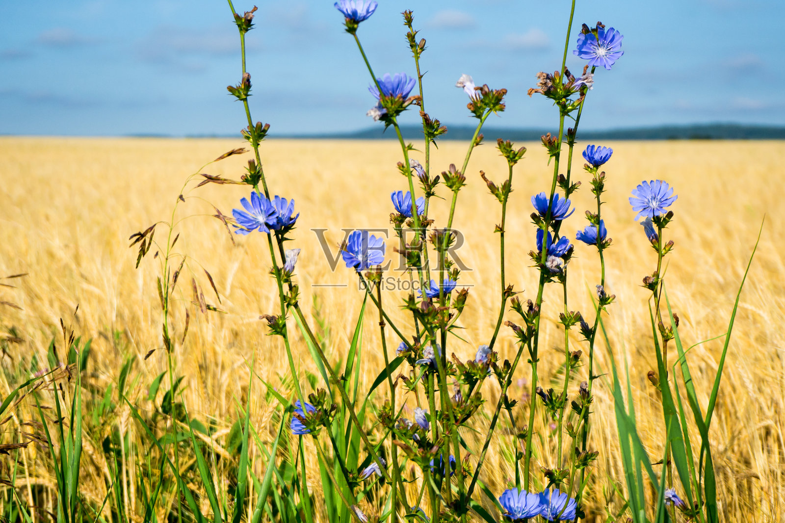黄色的麦田边上开着蓝色的菊苣花。夏天的风景。照片摄影图片
