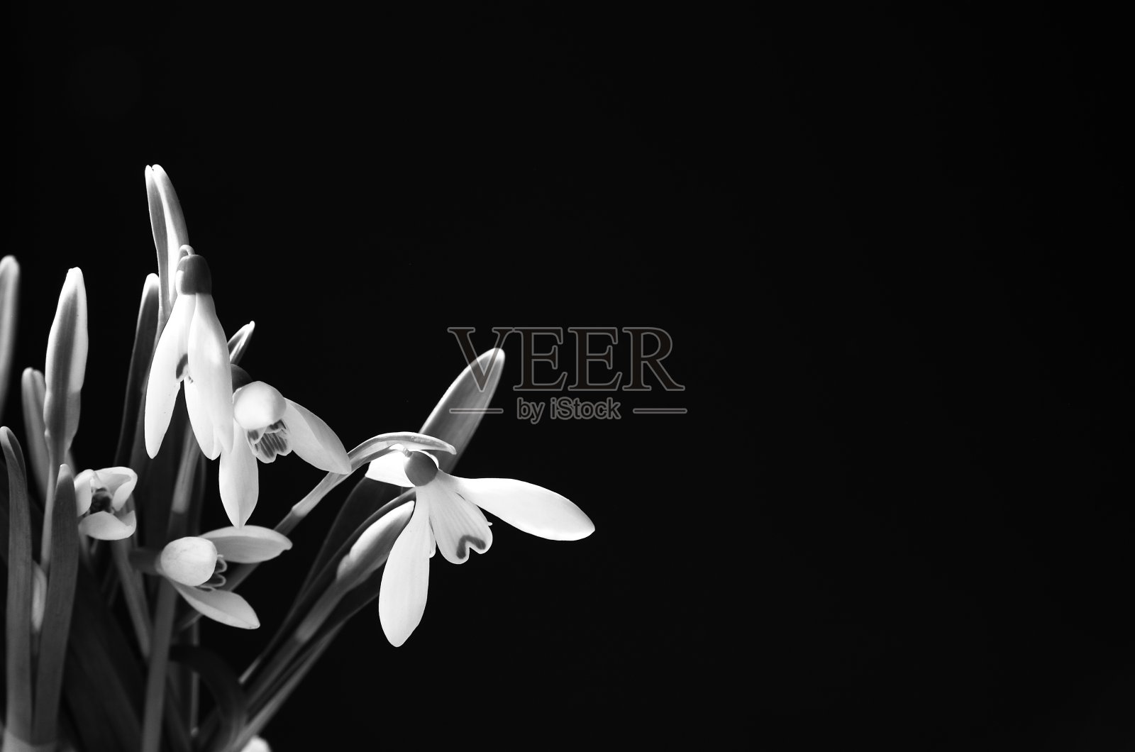 雪花莲在黑色的背景照片摄影图片