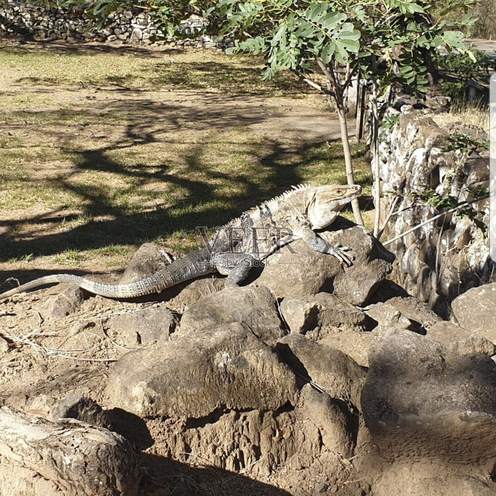 一只爬行动物正坐在石头上照片摄影图片