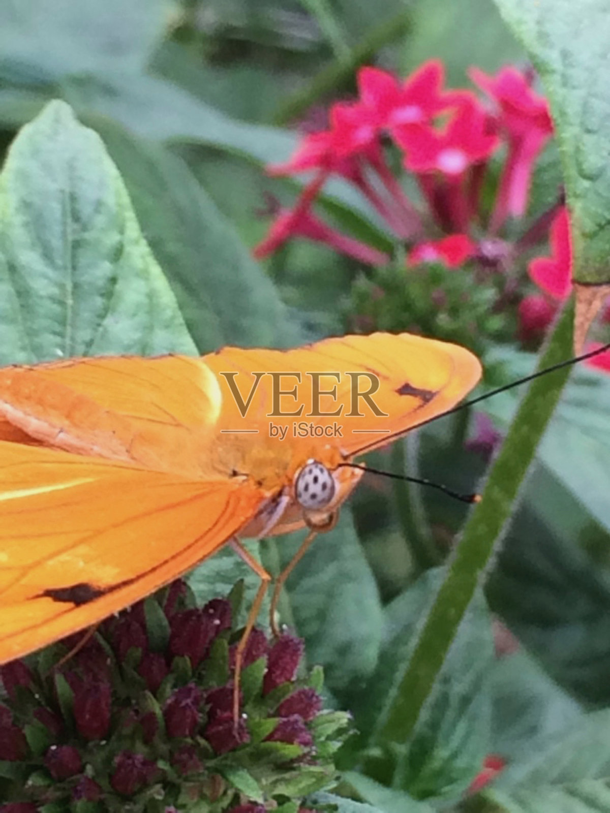 橙色翅膀和黑色眼睛的蝴蝶照片摄影图片