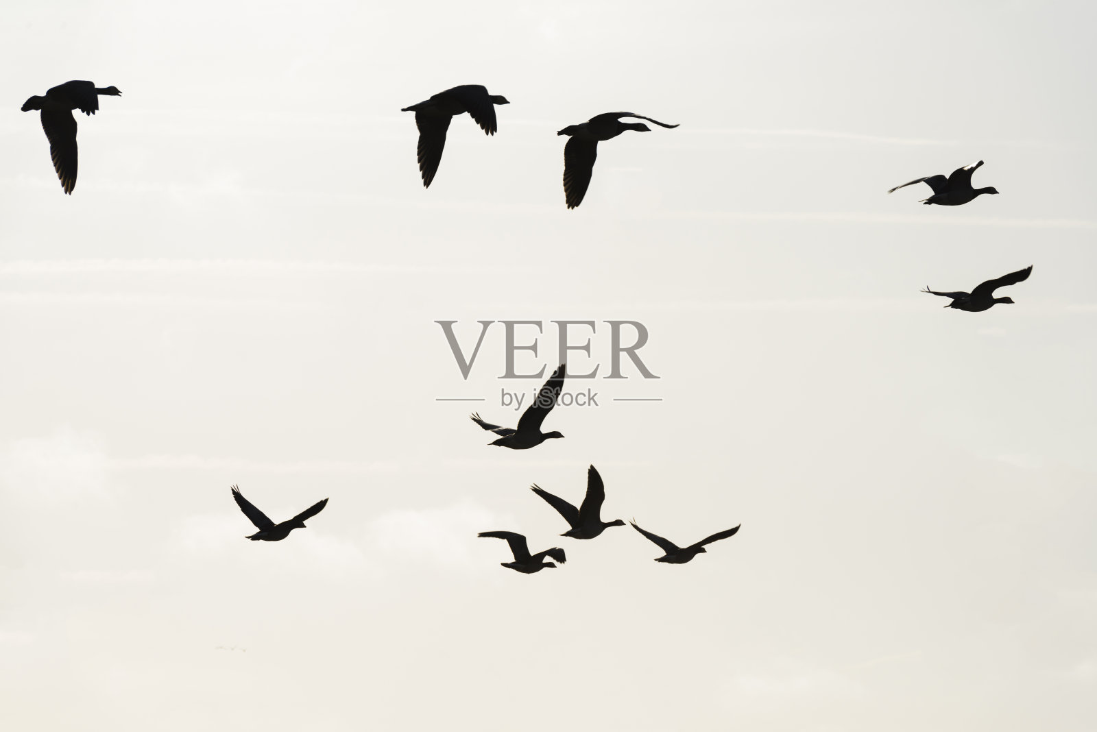 冬天，一群大雁在自然公园的天空中列队飞翔照片摄影图片