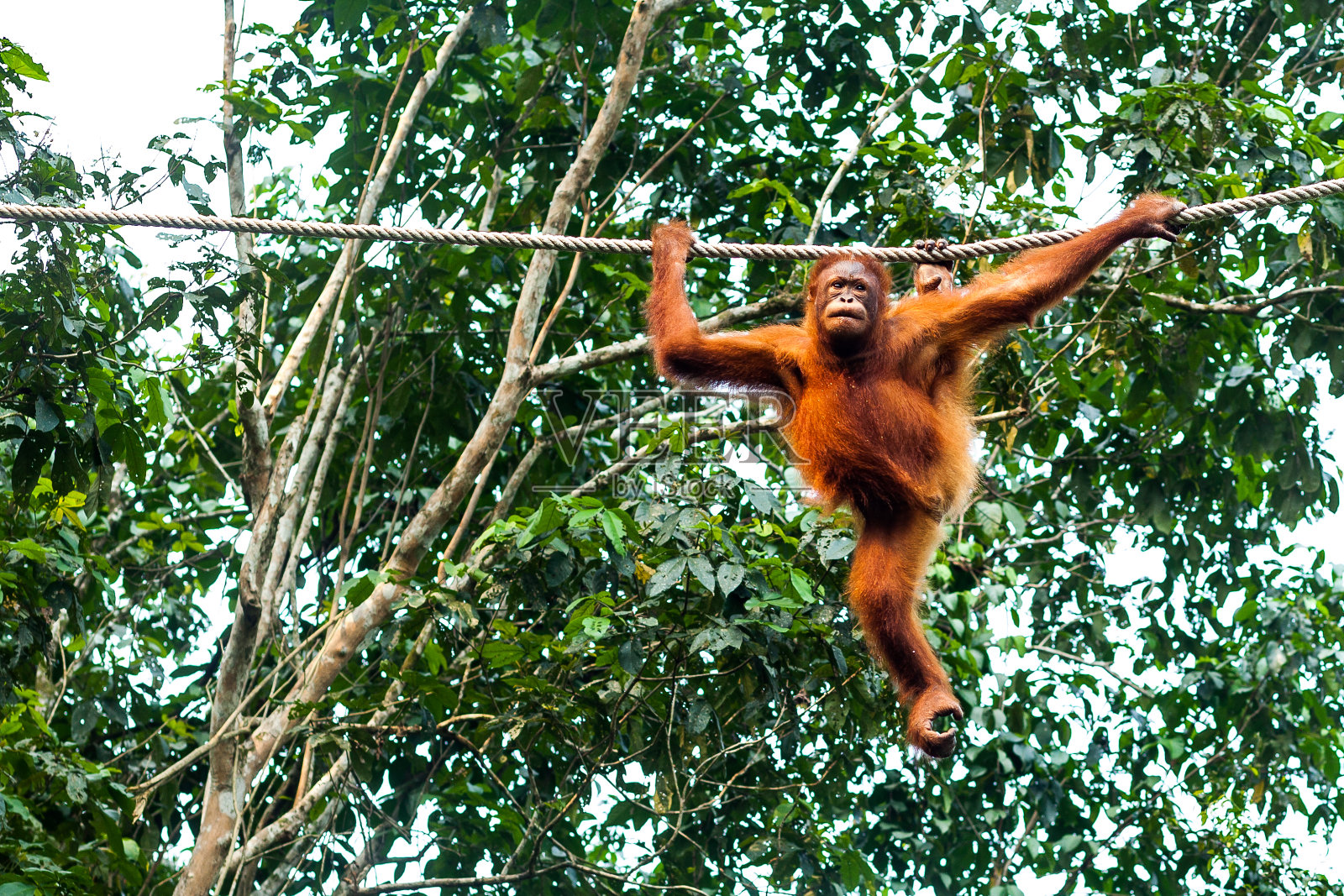 小猩猩在绳子上伸展照片摄影图片
