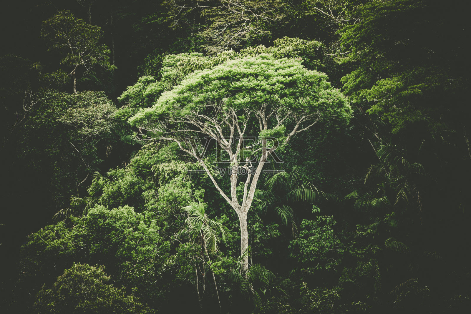 热带雨林的树,巴拿马照片摄影图片