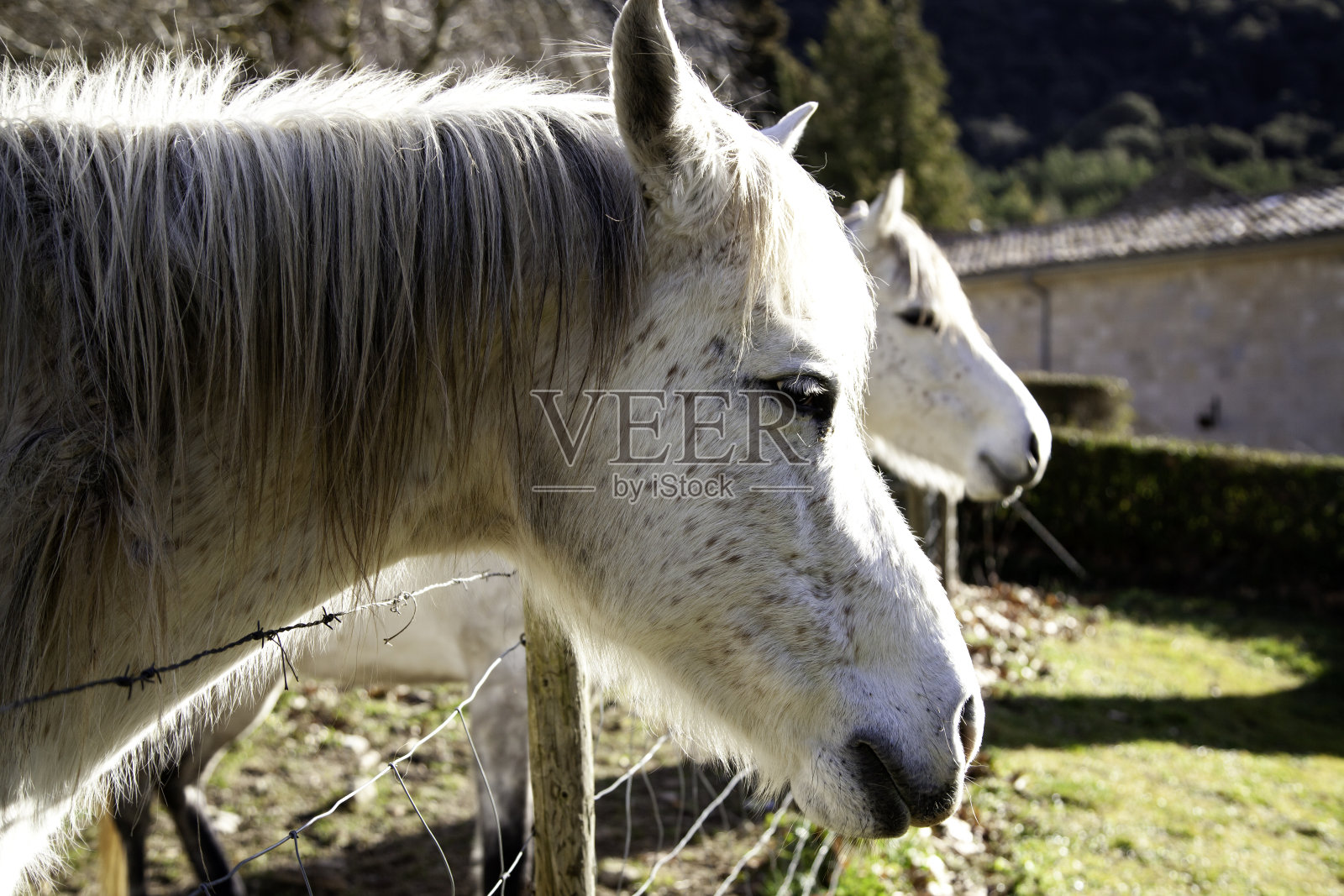 草地上的马照片摄影图片