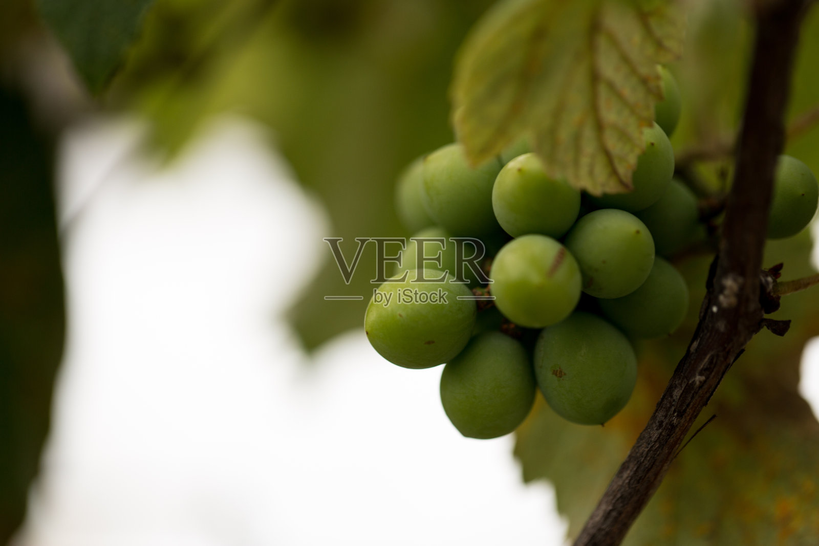 葡萄照片摄影图片