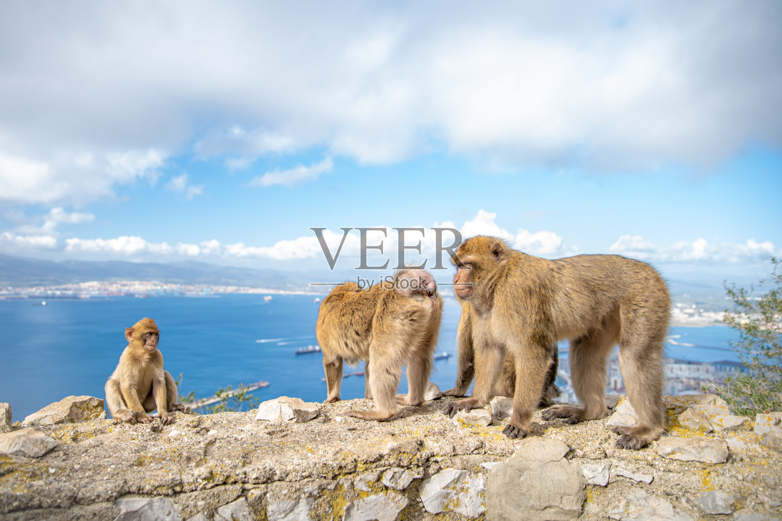 墙上的猴子家庭，作为旅游景点的徒步路线照片摄影图片