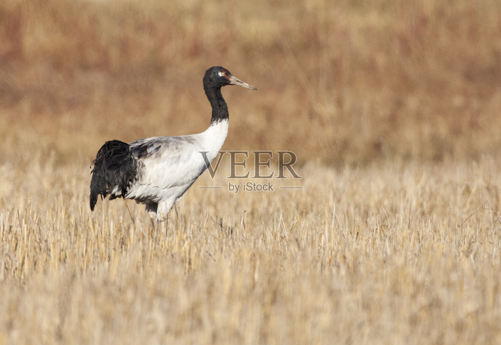 黑颈鹤(黑颈鹤)照片摄影图片