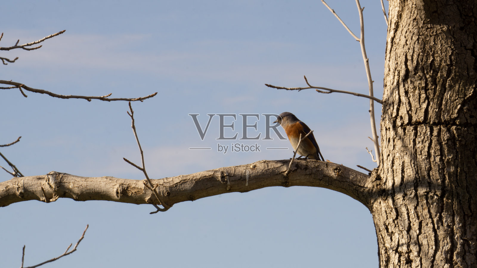 西方蓝鸟照片摄影图片