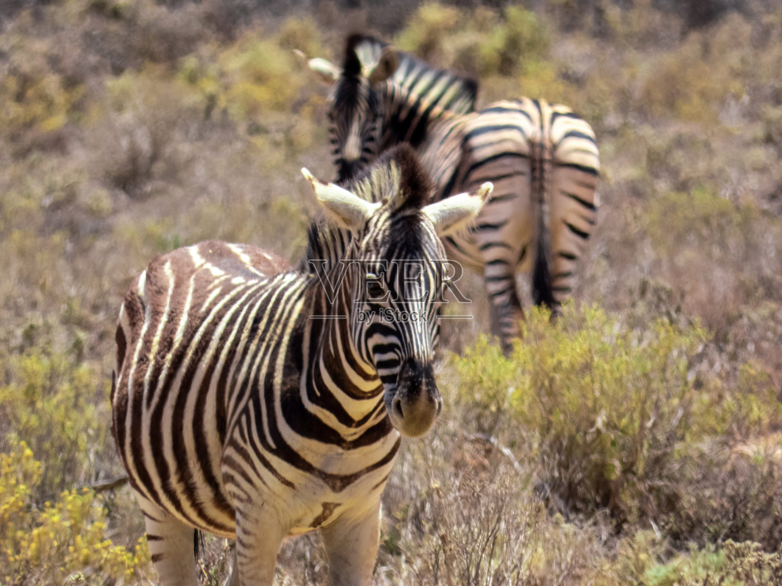 斑马照片摄影图片