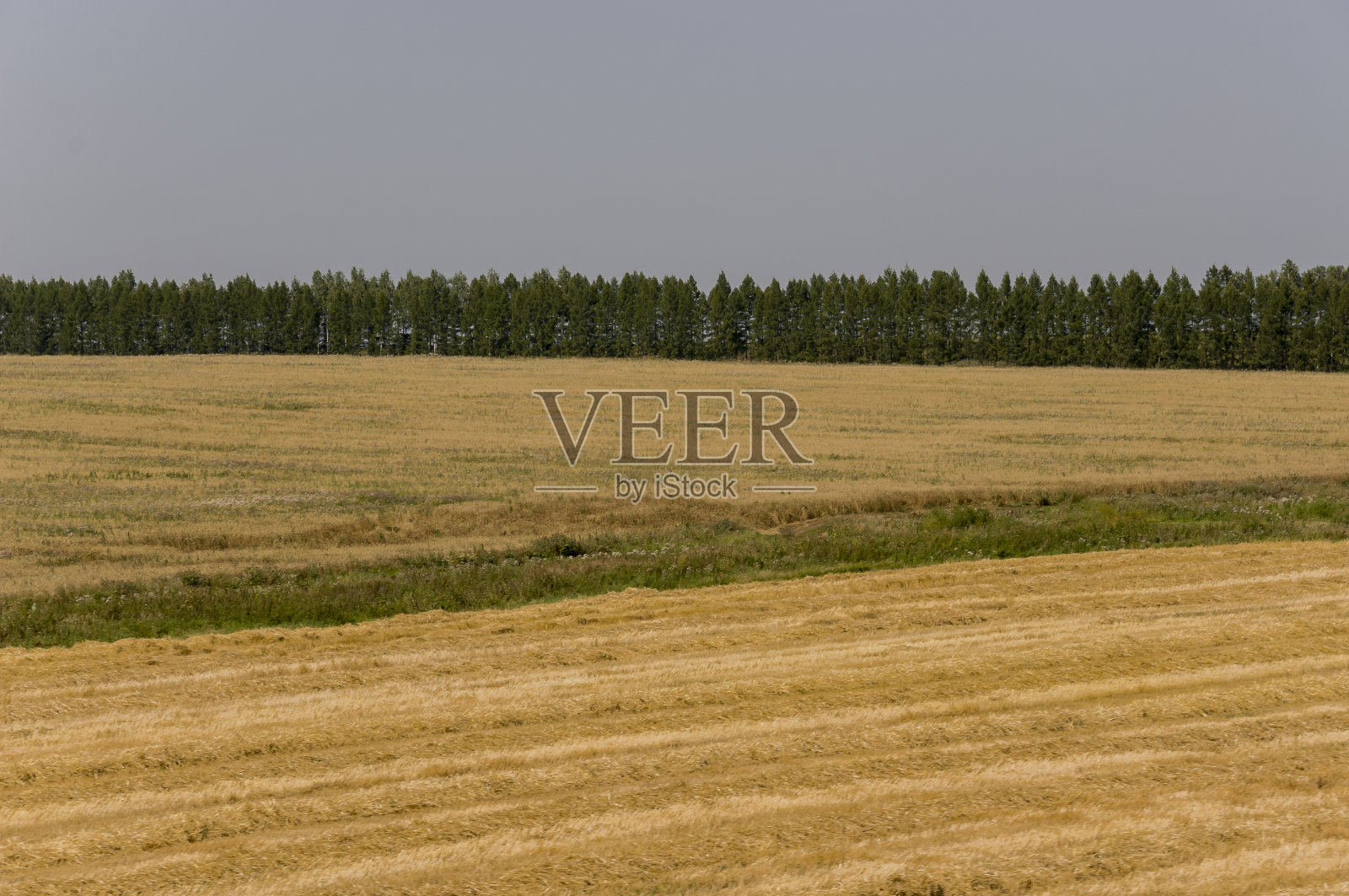 黄色的田野，远处的群山，深蓝和灰色的天空。种植面积。农业。清晨照片摄影图片