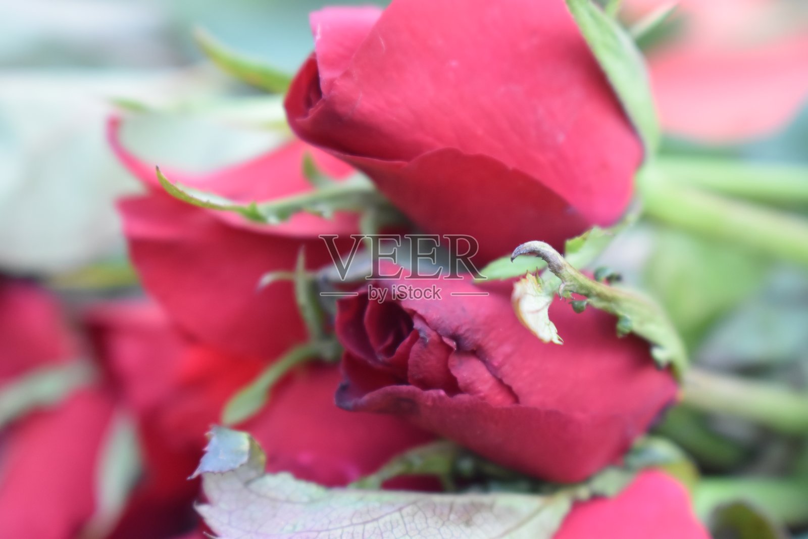 背景模糊的一组红玫瑰和绿叶。照片摄影图片