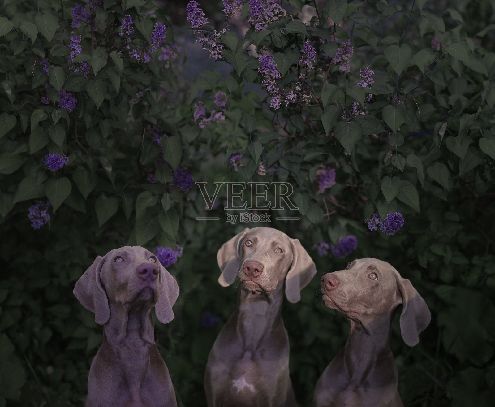 三只指向丁香丛的狗照片摄影图片