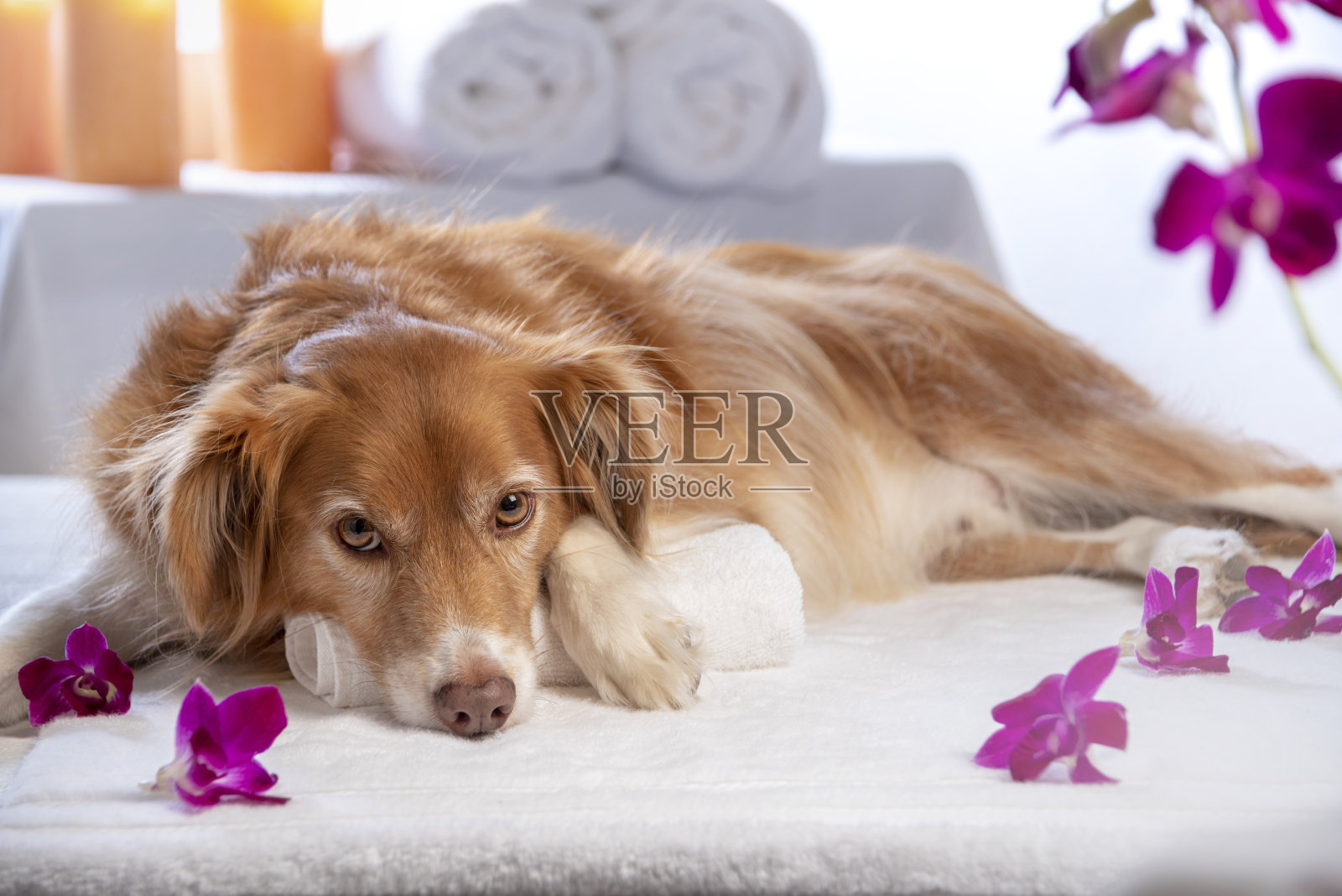 小狗温泉一天照片摄影图片