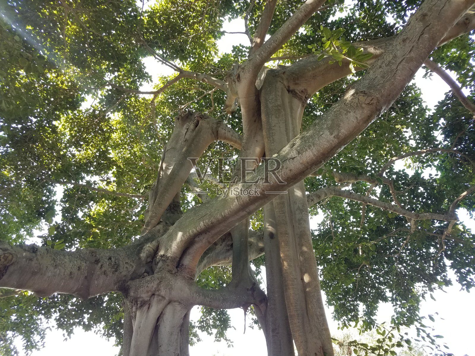 佛罗里达一棵树干和树枝扭曲的老树照片摄影图片