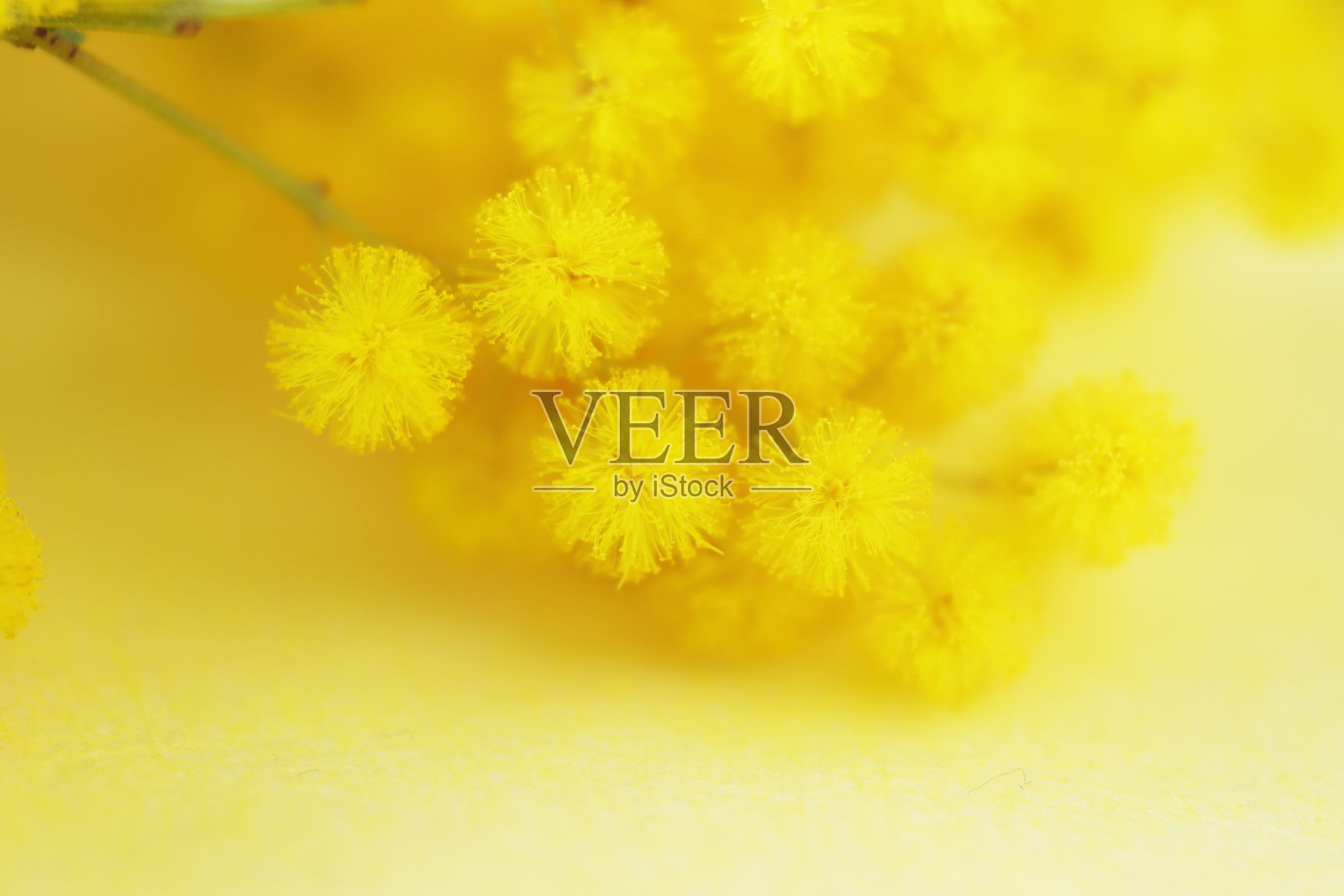 含羞草束照片摄影图片