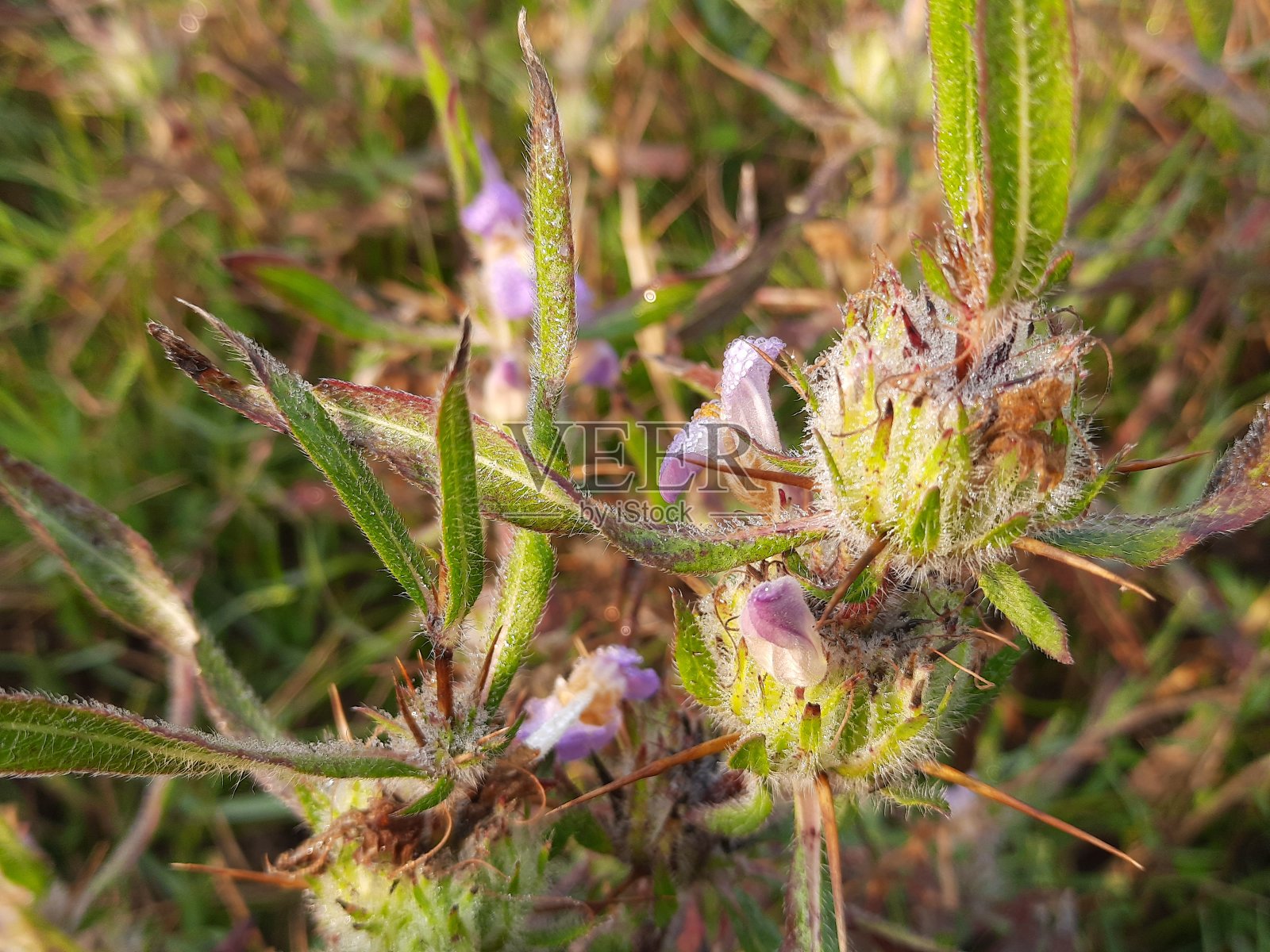 这是一种木耳花。照片摄影图片