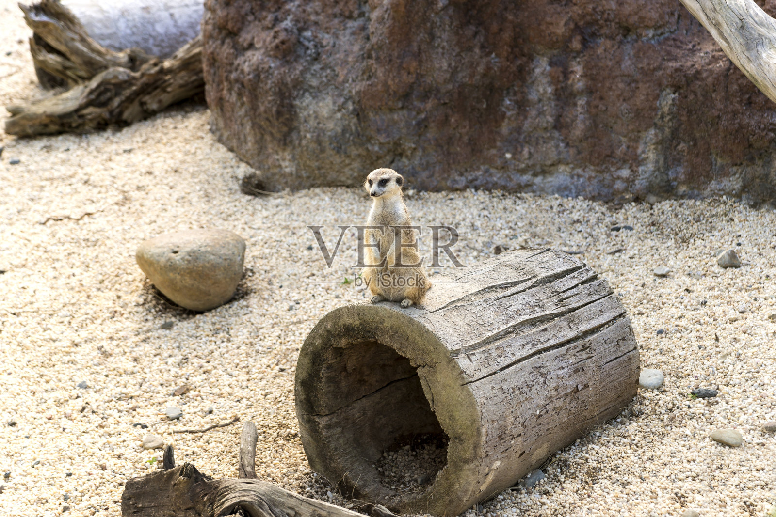 哥伦比亚佩雷拉乌库马里生物公园的奇妙野生动物景观。照片摄影图片