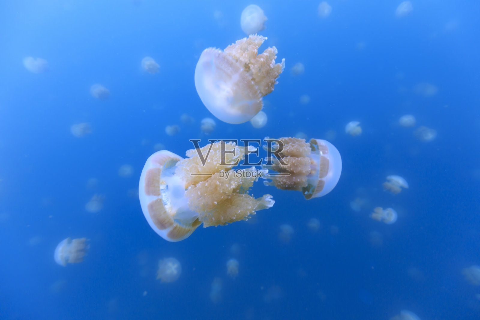 帕劳水母湖中的金色水母照片摄影图片