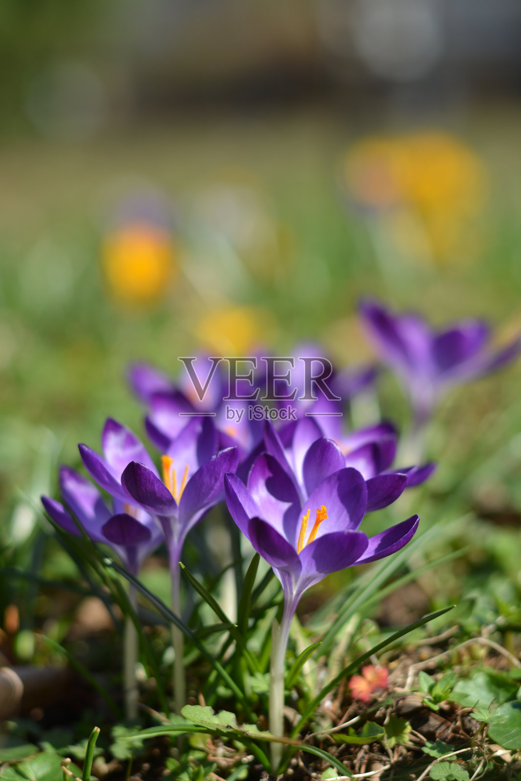 在一个阳光明媚的日子里，草丛中的紫罗兰番红花照片摄影图片