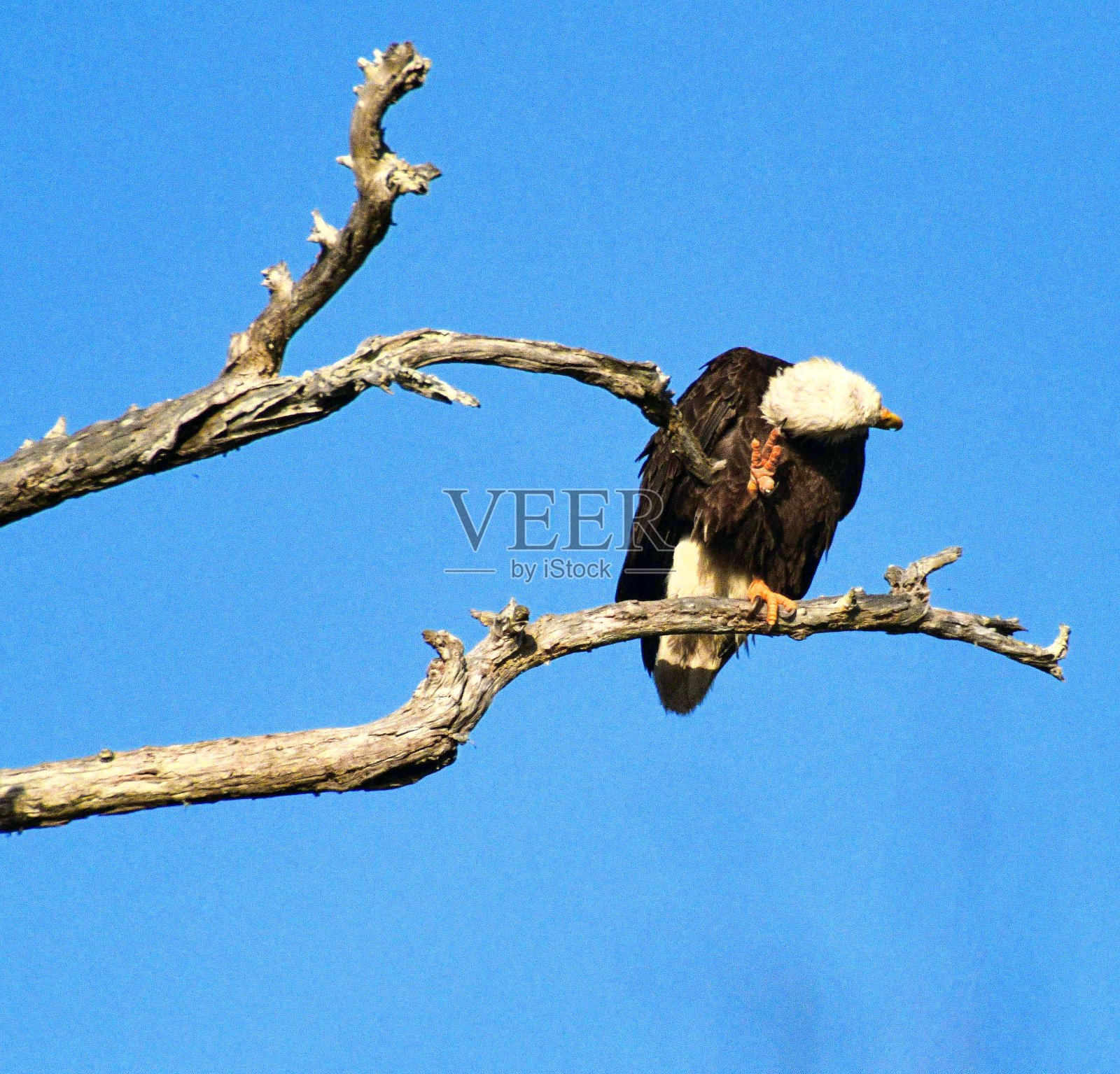 大沼泽地的生活照片摄影图片